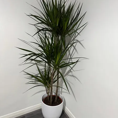 Rowe Terrace Appartement Workington