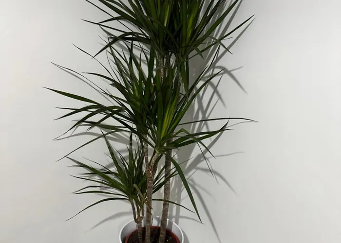 Rowe Terrace Appartement Workington